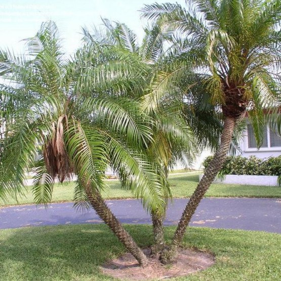 Large Pygmy date palm
